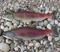 (Jeff Heindel/Idaho Fish & Game) Two of the 257 hatchery-origin sockeye salmon that returned to the Sawtooth Fish Hatchery near Stanley in 2000.