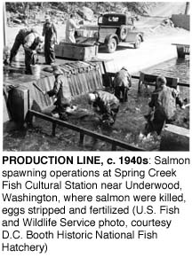 Production Line, c. 1940s: Salmon spawning operations at Spring Creek Fish Cultural Station near Underwood, Washington, where salmon were killed, eggs stripped and fertilized (U.S. Fish and Wildlife Service, courtesy D.C. Booth Historic National Fish Hatchery)