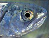 (Jeffrey Rich) This one-year-old chinook salmon faces daunting odds in making it to maturity.