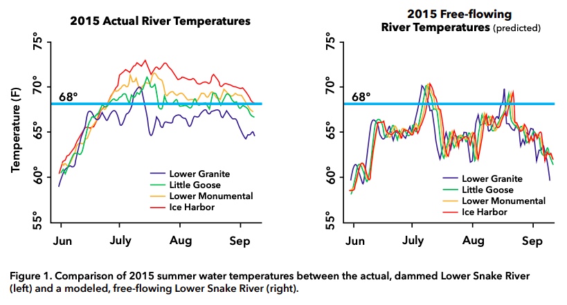 Graphic: Compariston of 2015 summer water temperatures between the actual, dammed Lower Snake River and a modeled, free-flowing Lower Snake River.