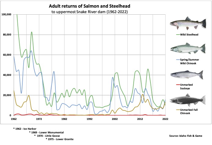 Graphic:  Returns of adult Steelhead, Chinook Salmon and Sockeye Salmon to the highest dam on the Lower Snake River. (1964-2022)