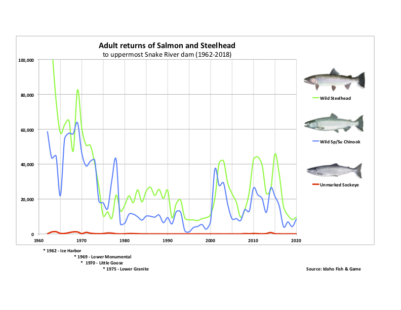Graphic: Adult salmon returns at uppermost Snake River dam (1962-2020)
