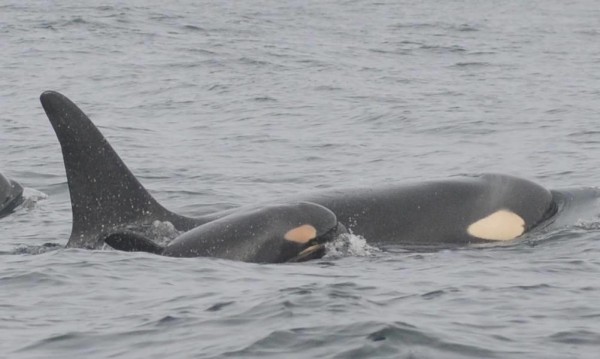 A third baby orca whale, christened L-94, has been spotted off the Washington coast.