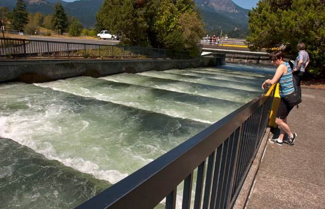 (Mark Gibson photo) In this Aug. 18 file photo, visitors to the Bonneville Dam Visitor Center located on the Oregon shore watch salmon and steelhead migrating upriver over the fish ladder.