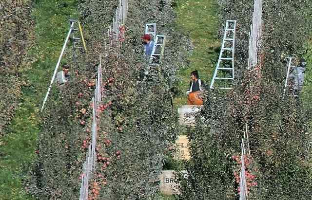 (Bob Brawdy photo) Workers at Broetje Orchards pick apples in 2013 near Prescott, Wash. An immigration official said Thursday that the government found last year the company employed nearly 950 immigrants who lack proper work authorization.