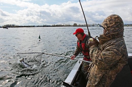 WDFW's Joe Hymer nets a spring chinook on the Columbia River near Vancouver. (Mark Harrison photo)
