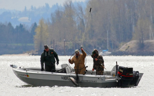 Bringing a Columbia River Chinook to net while on the hook.