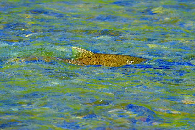 A spawning Chinook salmon swims up the Salmon River near Stanley, Idaho. (Express photo by Chris Pilaro)
