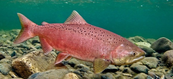 A Chinook salmon. Natural wonders of the world, no different from the terrestrial wildlife migrations in Greater Yellowstone or the aerial journeys of birds, the life histories of salmon are extraordinary. Does the collapse of salmon in the Pacific Northwest represent our version of watching bison nearly wink out? (Pat Clayton photo)
