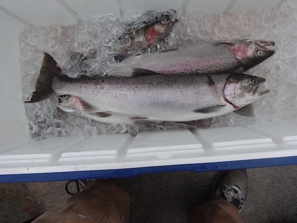 THANKS TO TRIBAL AND STATE REINTRODUCTIONS IN RECENT YEARS AND ENOUGH FISH RETURNING THIS FALL TO MEET BROODSTOCK NEEDS AND ALLOW SOME TO SPAWN IN THE WILD, COHO RETENTION WILL AGAIN BE ALLOWED ON THE SNAKE RIVER NEAR CLARKSTON ON UP TO THE OREGON LINE, THE SECOND YEAR IN A ROW FOR THESE PARTICULAR WATERS, ACCORDING TO WDFW BIOLOGIST JEREMY TRUMP. RICK ITAMI PUT THIS CLEARWATER RIVER COHO ON ICE SEVERAL RUNS BACK. (RICK ITAMI photo)