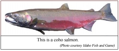 An adult Coho Salmon.