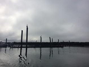 Cormorants and Pelicans atop old pier pilings.