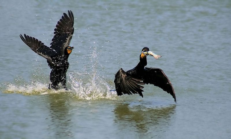 Double-crested cormorants, one with a fish in its bill. (Brocken Ina glory via Wikipedia)