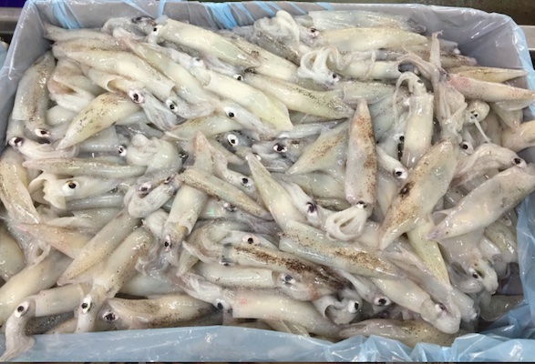 Loligo Squid packaging by Da Yang Seafood in Astoria, Oregon