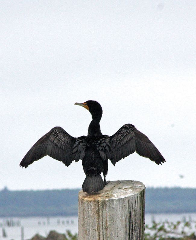 Double-crested cormorants like this one spread their wings in the sun to dry after getting them wet in the pursuit of small fish in th ewater.  East Sand Island near Chinook, which is the location of a major colony of the birds (Madeline Kalbach photo).