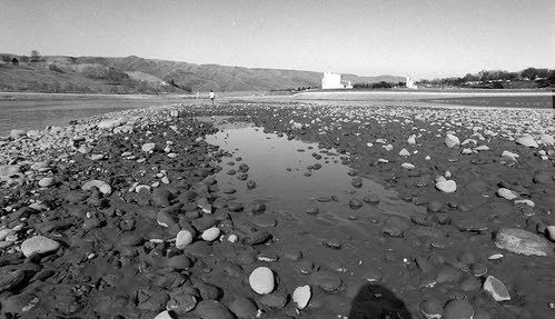 The east shore of the northbound Snake River, near the Southway boat ramp, became a field of muddy river rocks during the test drawdown in 1992.