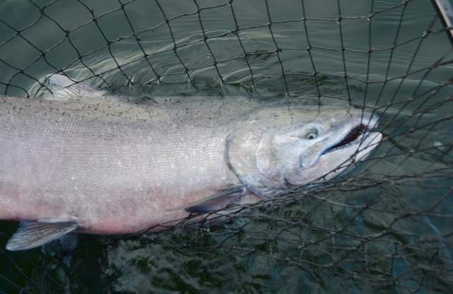 Wild Chinook salmon fall fishing season starts Sept. 1.