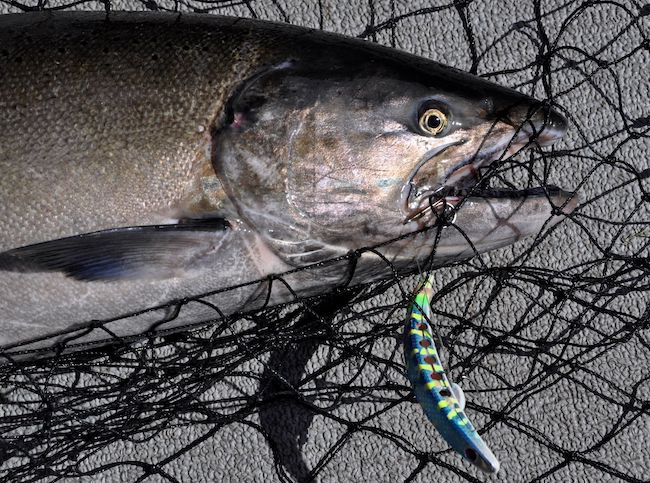 This fall Chinook salmon was caught by trolling a Superbait in the Columbia River on Sept. 8, 2014. (Rich Landers)