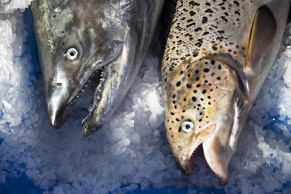 A wild Pacific salmon, left, is shown next to a farm-raised Atlantic salmon, right, on Tuesday, August 22, 2017, at Home Port Seafood in Bellingham. The farm-raised Atlantic salmon was caught after a large spill of fish at Cooke Aquaculture fish farm near Cyrpess Island. (Megan Farmer / KUOW photo)
