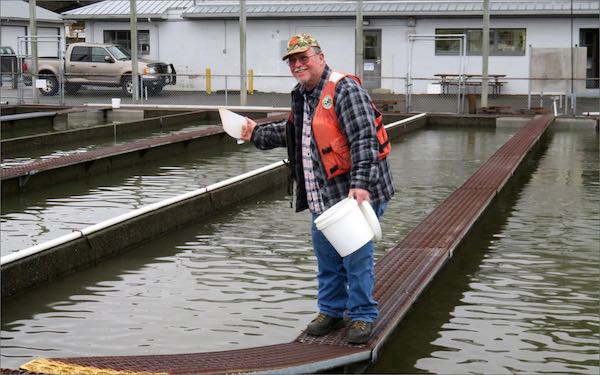 Fish Hatchery Specialist Steven Turner feeds juvenile Chinook salmon at the Hoodsport Hatchery. (Tom Banse photo)