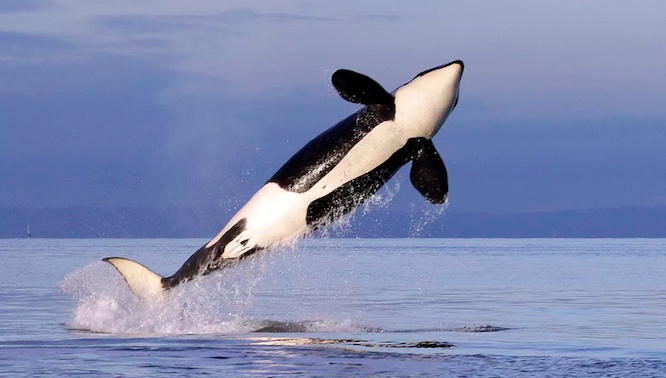 A female resident orca (Associated Press file photo)