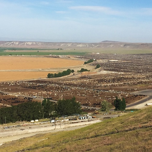 Covering 750 acres and located 60 miles southwest of Boise. Simplot Livestock Co. feedlot is protected by a natural rimrock and benefits from minimal rainfall and moderate temperatures year-round.