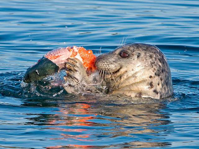 A harbor seal munches on a salmon