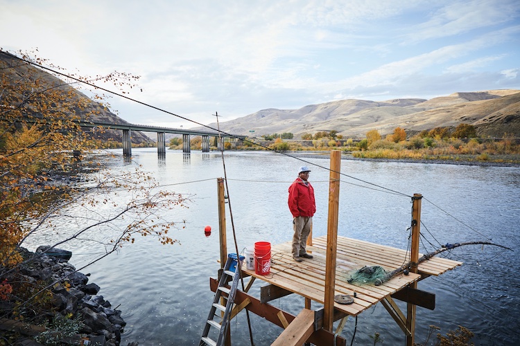 Lee Whiteplume (Nez Perce) stands on a platform on the Clearwater River, a tributary of the Snake, where he uses a hoop net to catch salmon. (photo Gary Wockner/High Country News)