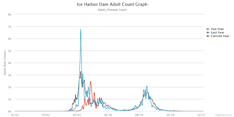 Graphic: Spring chinook counts at Ice Harbor Dam (2017 and historic averages), first dam the salmon encounter heading upstream in the Snake River. (Fish Passage Center)