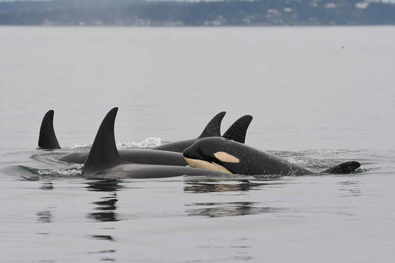 J-50, the young whale pictured, was a young southern resident orca that died in early September 2019 (Center for Whale Research Photo).