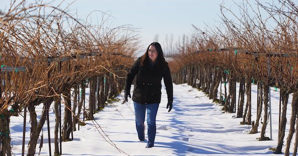 Katie Gordon Nelson walks along the grape vines at Kamiak Vineyards near Pasco, where grape vines for four decades have been irrigated by water drawn from a well that depends on a pool from a dam on the... (Mike Siegel / The Seattle Times)