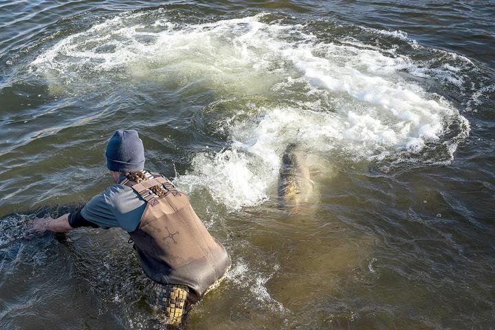 Kemo Scott, a fish technician with the Kelt Reconditioning Project, holds a large tube directing steelhead into the Snake River below the Lower Granite Dam. . (Pete Caster / Tribune/Pete Caster)