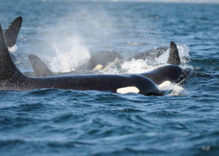 Killer whales off San Juan Island, Washington State. (Carl Safina photo)