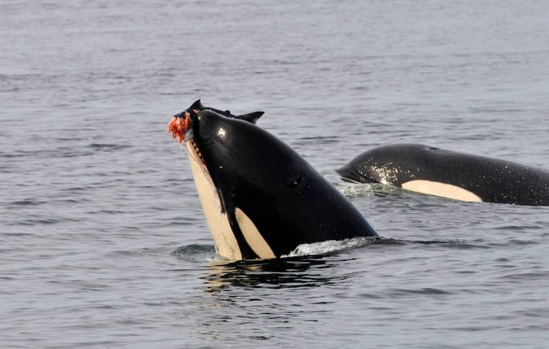 A Southern resident killer whale feeding on salmon. (Photo Astrid van Ginneken, Ph.D., for Center For Whale Research)
