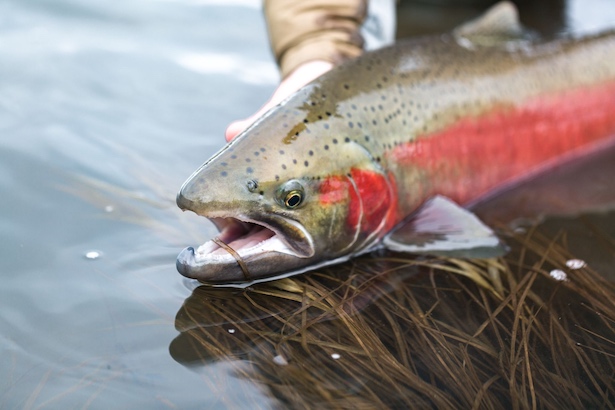Just last month, iconic Snake River spring and summer Chinook salmon passed a grim milestone – 30 years on the endangered species list. Their 1992 listing came after more than a century of habitat degradation, overharvest and dam construction pushed these fish to the edge of extinction. (Courtesy of the Idaho Conservation League)