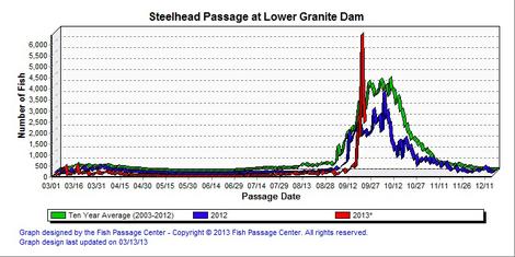 Graphic: Lower Granite counts of adult steelhead.  Cooler water temperatures have made to erase the thermal barrier at Lower Granite Dam up the Snake River.