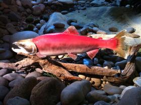 (Aaron Kunz) 20 years ago, Lonesome Larry was the only sockeye salmon to make the 800-mile trip from the Pacific Ocean to Redfish Lake, once a popular spawning area for salmon.