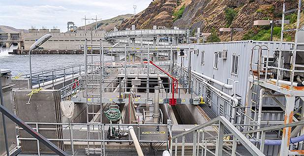 Federal agencies have spent millions of dollars building elaborate fish facilities in an attempt to help them recover. (photo by Jeremy P. Jacobs/E&E News)