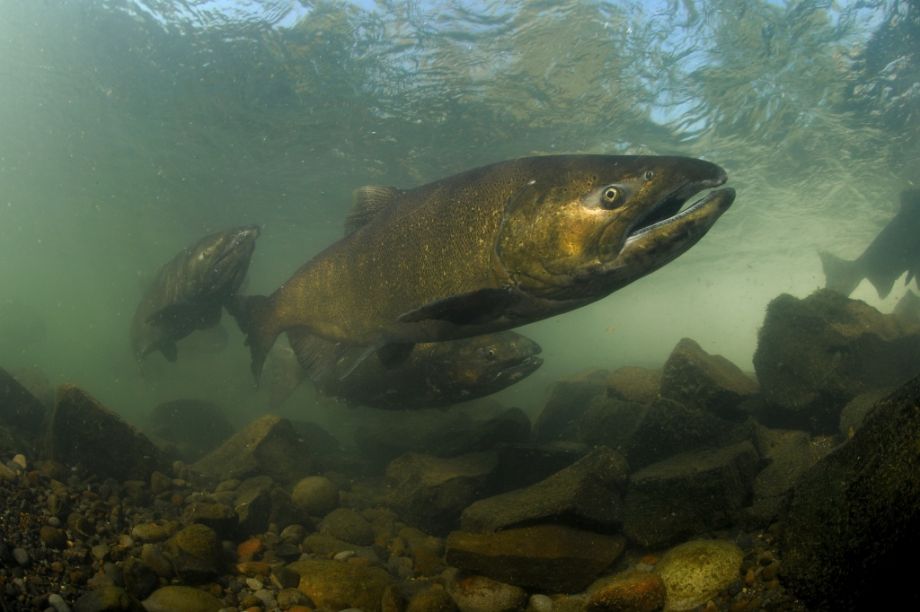 Chinook Salmon swim upstream to return to their natal spawning grounds so that their generations might repeat.