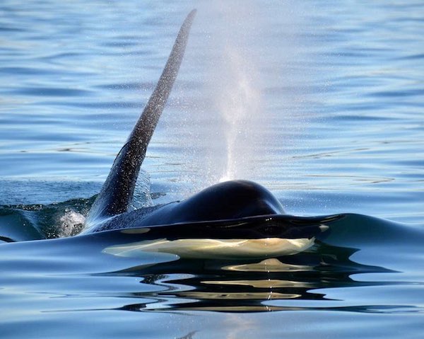 J26, or Mike, surfaces in Haro Strait, a key foraging area for the Southern Residents. (Photo: Monika Wieland/Orca Watcher Photography)