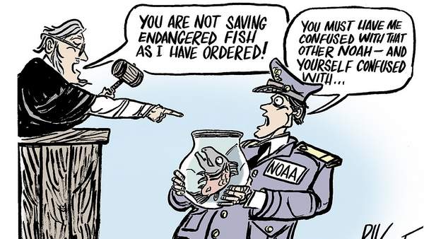 (Cartoon by Rik Dalvit) Judge says: 'You are not saving endangered fish as I ordered.; NOAA: 'You must have me confused with the other Noah.