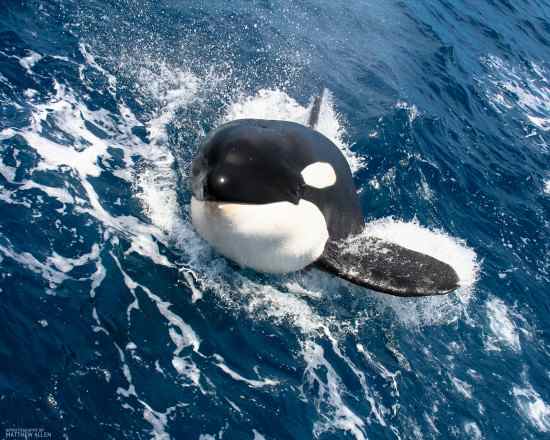 An Orca also known as Killer Whale.