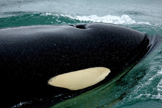 Researchers and others believe breaching the four Lower Snake River dams could give Puget Sound orcas more fish to feed on. (Seabamirum/Flickr)