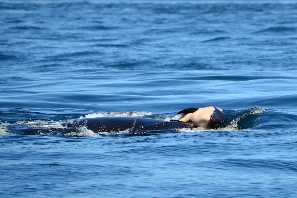 The orca named J35, or Tahlequah, carrying her dead calf on the seventh day. (Ken Balcomb/Center for Whale Research)