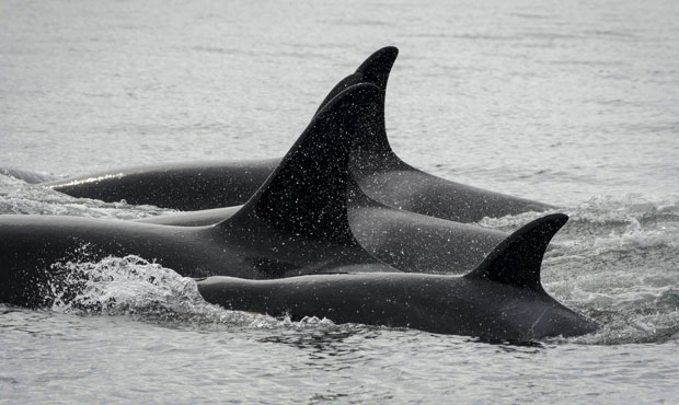 J50 near Lime Kiln Point, San Juan Island, and with other females in her family on Aug. 11, 2018. (Photos by Katy Foster/NOAA Fisheries)