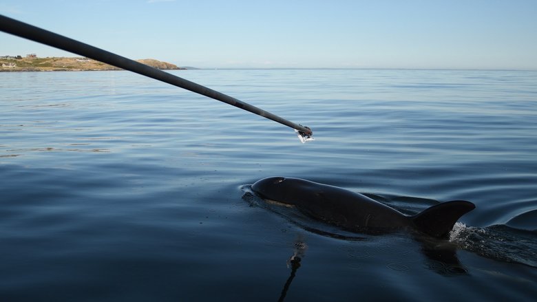 Reaching over the blowhole of the orca known as J50 with a carbon fiber windsurf mast, researchers last month used a petri dish to collect breath droplets from the whale. J50 is emaciated and may also have an infection. She is a member of the critically endangered southern resident clan of killer whales, which has just 75 members. (Katy Foster / Photo taken under NMFS permit number 21368) (Katy Foster/NOAA Fisheries)