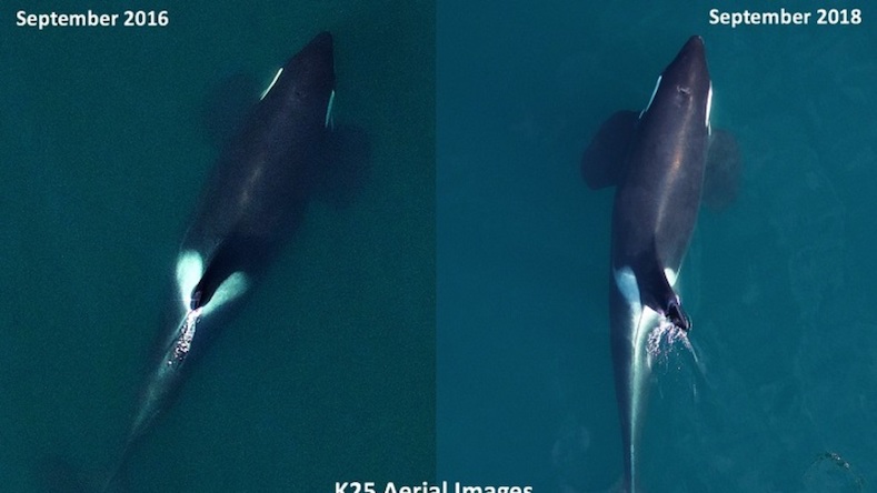 Photos show how much weight K25 has lost in the last two years. (NOAA photos)