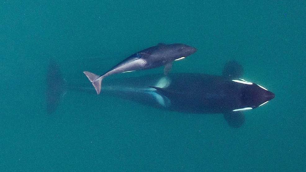 An adult female orca, identified as J-16, as she's about to surface with her youngest calf, born earlier in the year, near the San Juan Islands in Washington state's Puget Sound. Whale researchers who track the small endangered population of Puget Sound orcas say three whales are believed dead or missing since summer. The Center for Whale Research says that as of Friday, Oct. 28, 2016, there are only 80 animals. Two females and a 10-month old calf are believed gone. (NOAA Fisheries/Vancouver Aquarium via AP, File September 2015 photo)