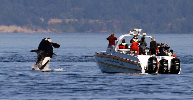 Orca breaches next to a whale watching boat.