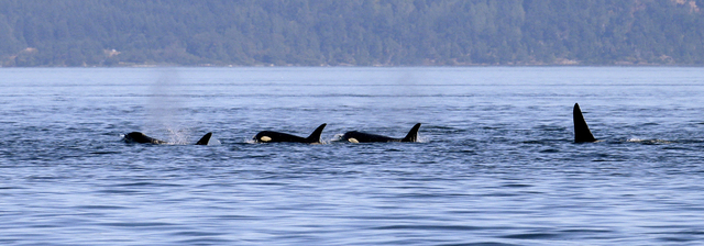 Four orca whales swim near the San Juan Islands, The southern resident killer whales have lost about 20 percent of their population since the 1990s, likely because of dwindling food sources and contamination. (Elaine Thompson)